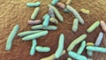 Elizabethkingia meningoseptica bacteria, 3D illustration