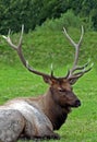 Elk Royalty Free Stock Photo