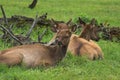 Elk Royalty Free Stock Photo