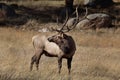 Elk Royalty Free Stock Photo