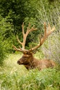 Elk Royalty Free Stock Photo