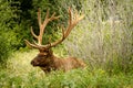 Elk Royalty Free Stock Photo