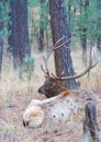 Elk