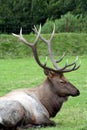 Elk Royalty Free Stock Photo