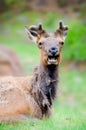 Elk in Alaska gasping not happy about its photo being taken