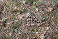 Elk Alces alces droppings in forest Royalty Free Stock Photo