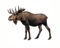 Elk Alces, realistic drawing,