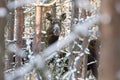 Elk Alces Alces In The Winter Forest. Female Moose Eurasian Elk In Forest Among The Trees. The Muzzle Of An Adult Moose Amo