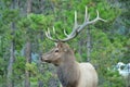 Elk antlers Royalty Free Stock Photo