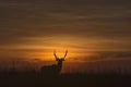 Elk silhouette at sunrise Royalty Free Stock Photo