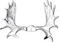 Elk antlers