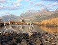 Elk antlers - yellowstone np Royalty Free Stock Photo