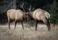 Elk in Banff National Park, Canada Royalty Free Stock Photo