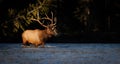 Elk in Banff National Park crossing the Water Royalty Free Stock Photo