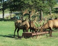 Elk at Bear Country