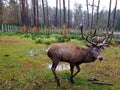 Elk in Belovezhskaya Pushcha. Belarus