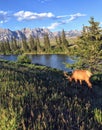 An elk with big antlers grazing beside a river with the Rocky Mountains in the background in Jasper National Park, Alberta, Canada