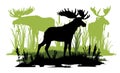 Elk with big antlers male. Herd grazing. Silhouette picture. Reeds graze in swamp. Animals in wild. Overgrown river bank Royalty Free Stock Photo