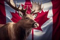 Elk with big horns on the background of the Canadian flag