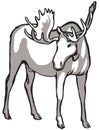 Elk black and white drawing of a horned animal, an inhabitant of the forest.