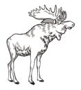 Elk black and white drawing of a horned animal, an inhabitant of the forest.