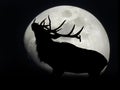 Elk blocking moon Royalty Free Stock Photo