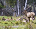 Elk Stock Photo and Image. Buck guarding his herd of elk cows with a blur forest background in their environment and habitat