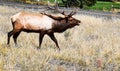 Elk Bugle Royalty Free Stock Photo