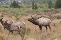 Elk Bugle Royalty Free Stock Photo