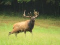 Elk Bugle in the Rain Royalty Free Stock Photo