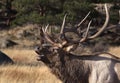 Elk Bugling Royalty Free Stock Photo