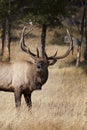 Elk Bugling Royalty Free Stock Photo