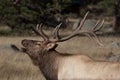 Elk Bugling Royalty Free Stock Photo