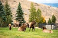 Elk bugling, bull with large antler rack in Yellowstone National Park, female cow elk harem lying down, Mammoth Hot Springs elk Royalty Free Stock Photo