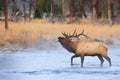 Elk Bugling While Crossing River Royalty Free Stock Photo