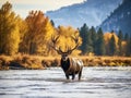 Elk Bugling While Crossing River