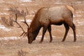 Elk Bull Feeding In Winter Field Royalty Free Stock Photo