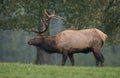 Elk Royalty Free Stock Photo