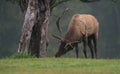 Elk Royalty Free Stock Photo