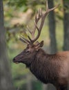 Elk Royalty Free Stock Photo