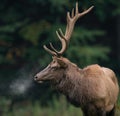 Elk Royalty Free Stock Photo