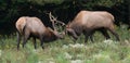 Elk Royalty Free Stock Photo