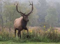 Elk Royalty Free Stock Photo