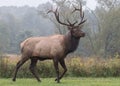 Elk Royalty Free Stock Photo