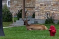 Elk Bull in Velvet Royalty Free Stock Photo