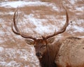 Elk Bull In Winter Royalty Free Stock Photo