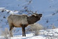 Elk burling in winter landscape. Royalty Free Stock Photo