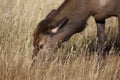 Elk Calf Royalty Free Stock Photo