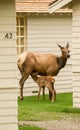 Elk Calf Breakfast Royalty Free Stock Photo