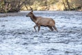 Elk Calf Fords River Alone Royalty Free Stock Photo